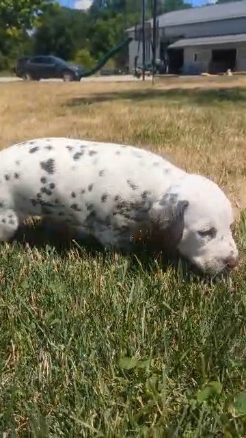 Trixie in Goshen, Indiana