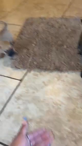 Chihuahua Puppies in Rialto, California