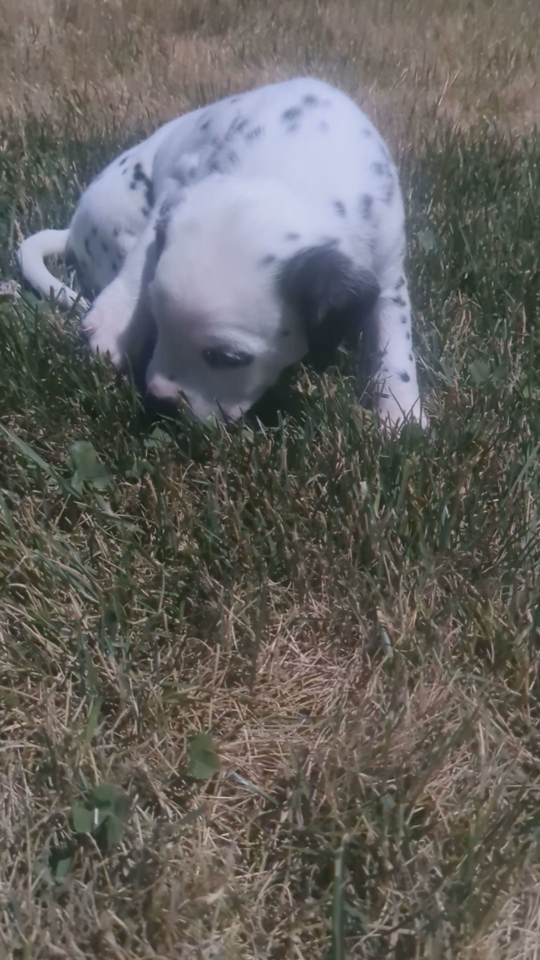 Sweetie in Goshen, Indiana