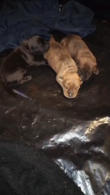 cane corso/presa/pit in Topeka, Kansas