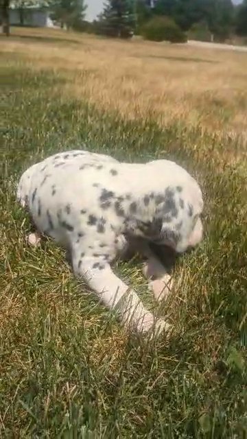 Sparky in Goshen, Indiana