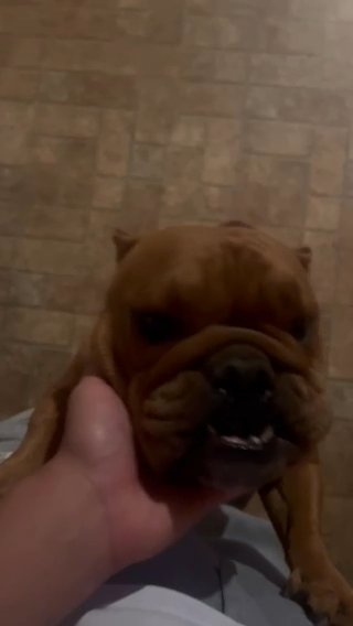female exotic bulldog in Perris, California