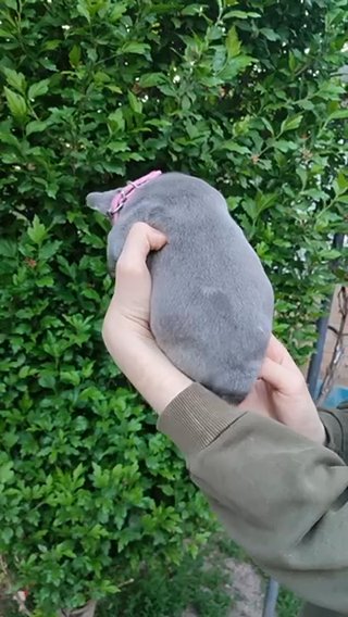 Moon Adorable Female French Bulldog Puppy in Renton, Washington