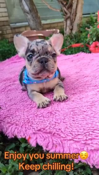 Oliver Male Merle French Bulldog Puppy in Renton, Washington