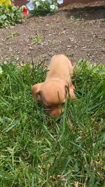 Dallas in Goshen, Indiana