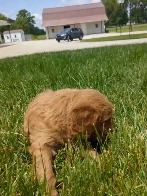 Axel in Goshen, Indiana
