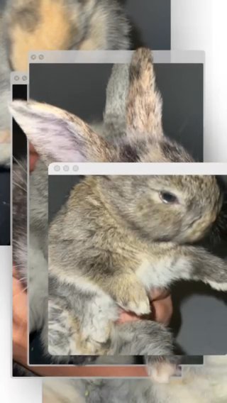 Bunnies in Tacoma, Washington