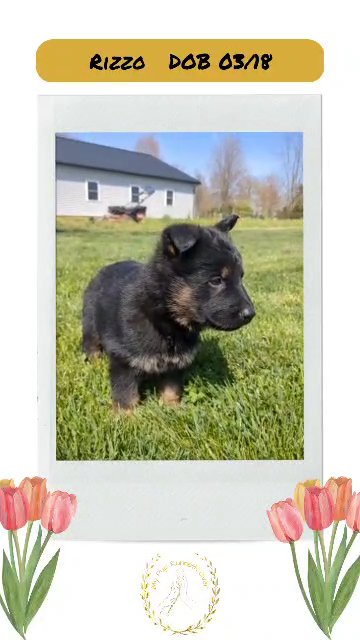 Rizzo in Goshen, Indiana