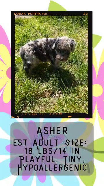 Asher in Goshen, Indiana