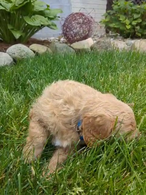 Asher in Goshen, Indiana