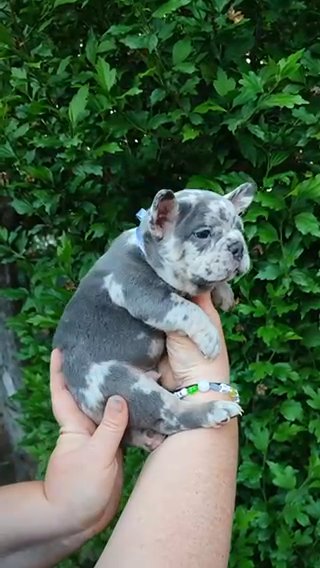 Leo Male Merle French Bulldog Puppy in Renton, Washington