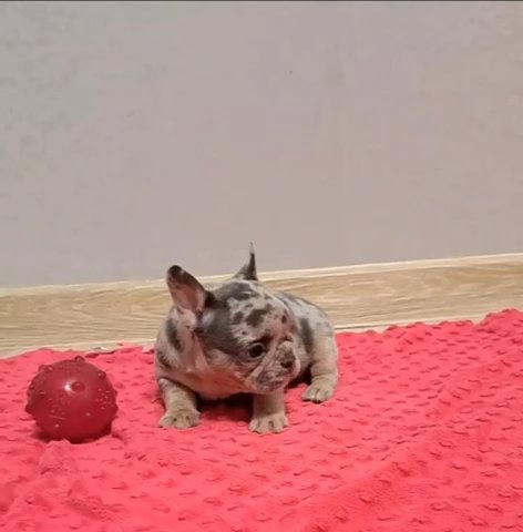 Milkshake Adorable Female French Bulldog Puppy in Renton, Washington