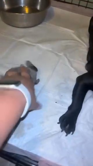 All Male Frenchie Puppies AKC in Phoenix, Arizona