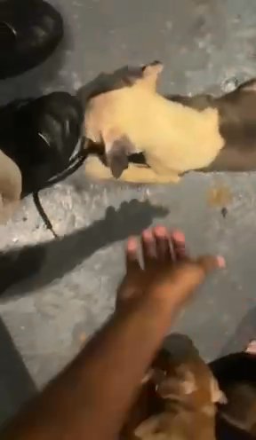 My Puppies Playing in Baltimore, Maryland