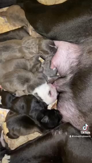 Adorible Bullies in Houston, Texas