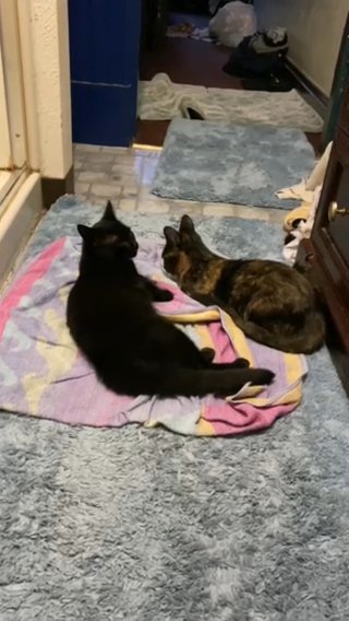 2 Kitties in Pittsburgh, Pennsylvania