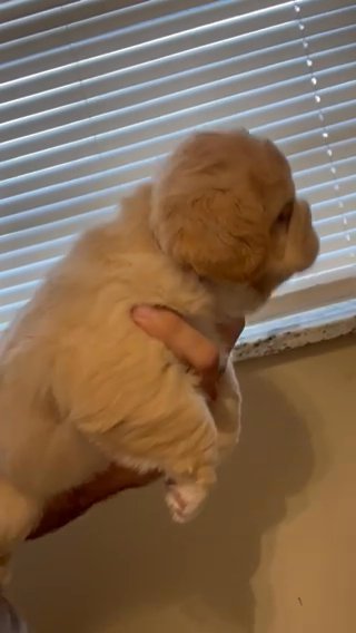 Full Fluffy Frenchie in Lakeland, Florida