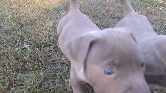 Bully pups in Greenwood, South Carolina