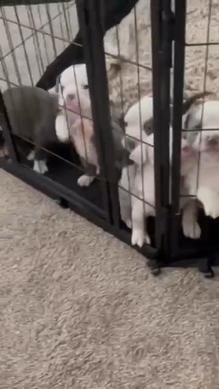 Pocket Bully Puppies in Rochester, New York