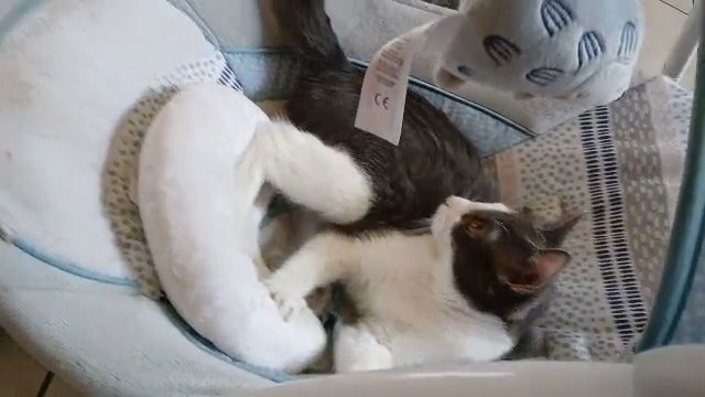 Siamese mix kitten in Las Vegas, Nevada