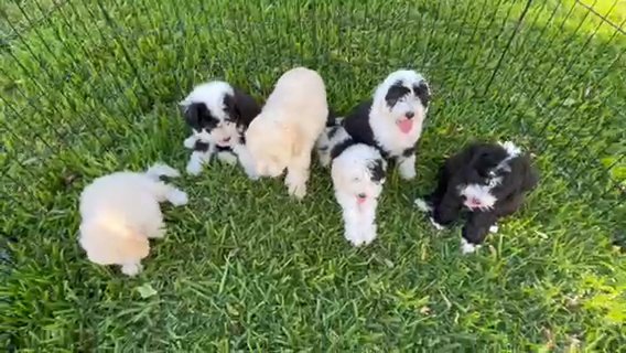 Sheepadoodle Medium in Grand Prairie, Texas