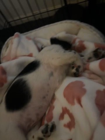 Dachsund Puppy for sale in Bradenton, Florida