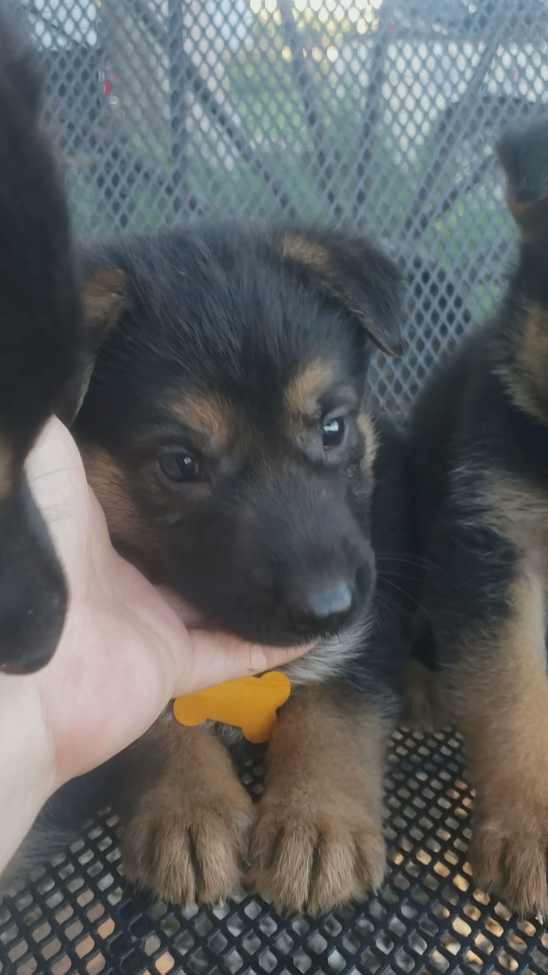 German shepherd  Athena (yellow) in Grand Island, Nebraska