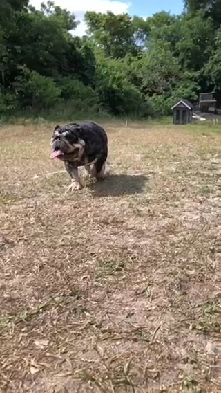 Stud Service Fee Fullsuited Black Merle W/ Tan Points in Orlando, Florida
