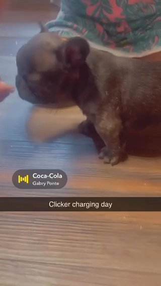 Akc french Bulldog Puppies in Indianapolis, Indiana