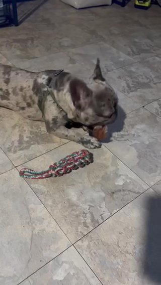 Merle French Bulldog AKC Registered in Philadelphia, Pennsylvania