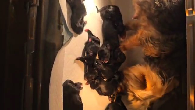 yorkie poo in Columbia, South Carolina