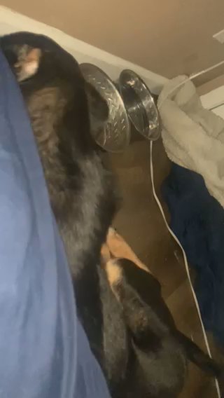 Finding A Nice Home For Him in Binghamton, New York