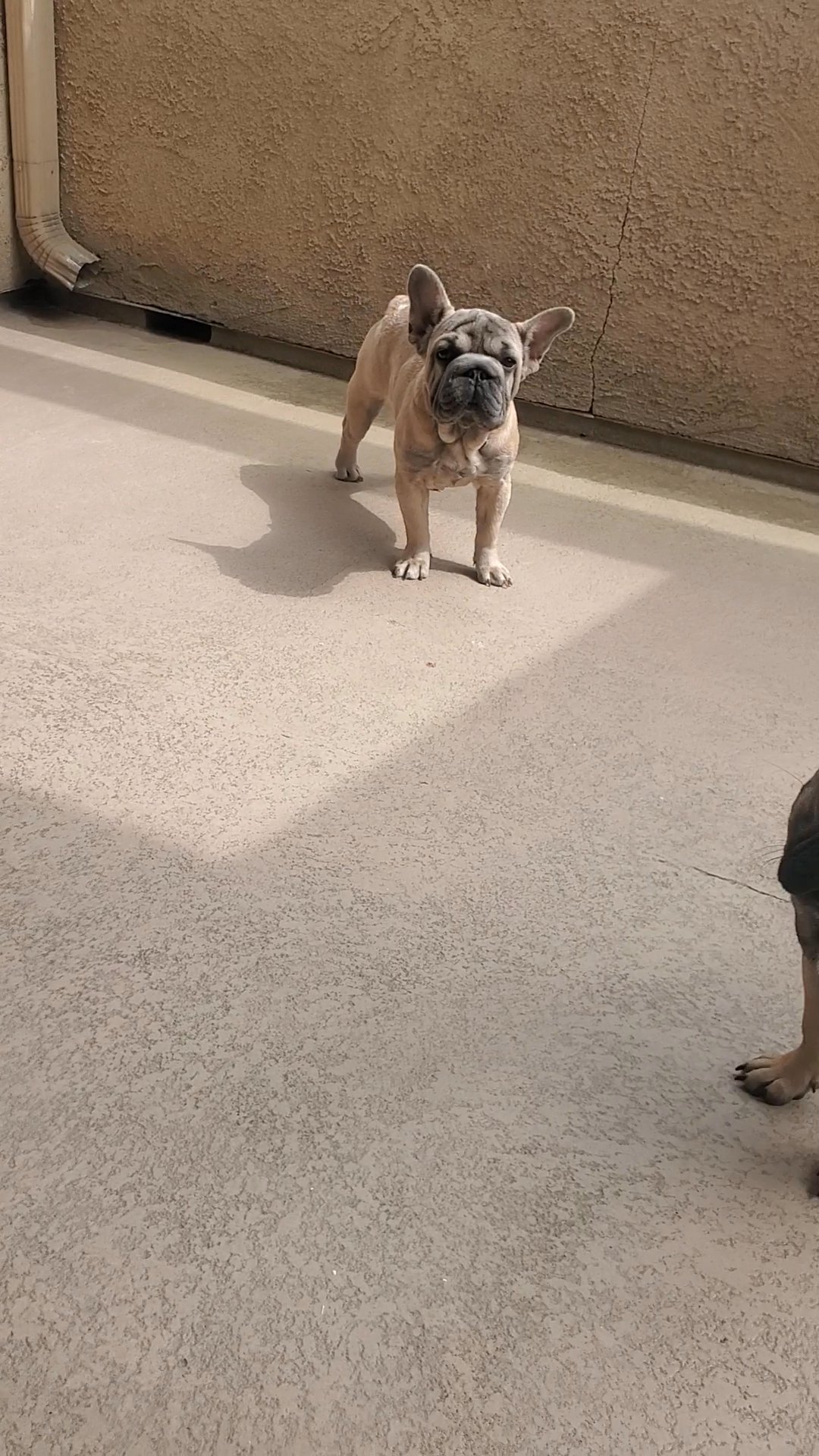 french bulldogs in Rancho Cucamonga, California