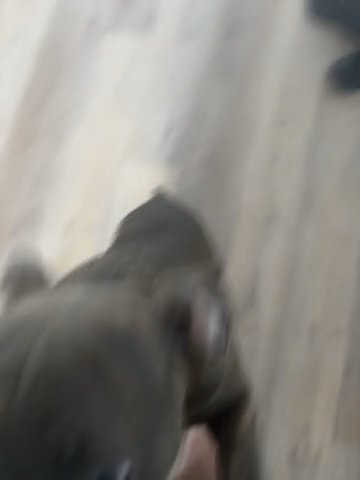 American bully Babygirl in New York City, New York