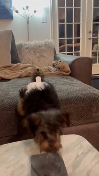 Tuna (teacup Mini Yorkie) in Houston, Texas