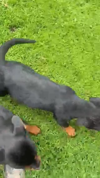 AKC Male Rottweiler in Macomb, Illinois