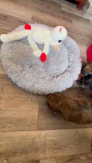 Havanese Puppy in Clermont, Florida