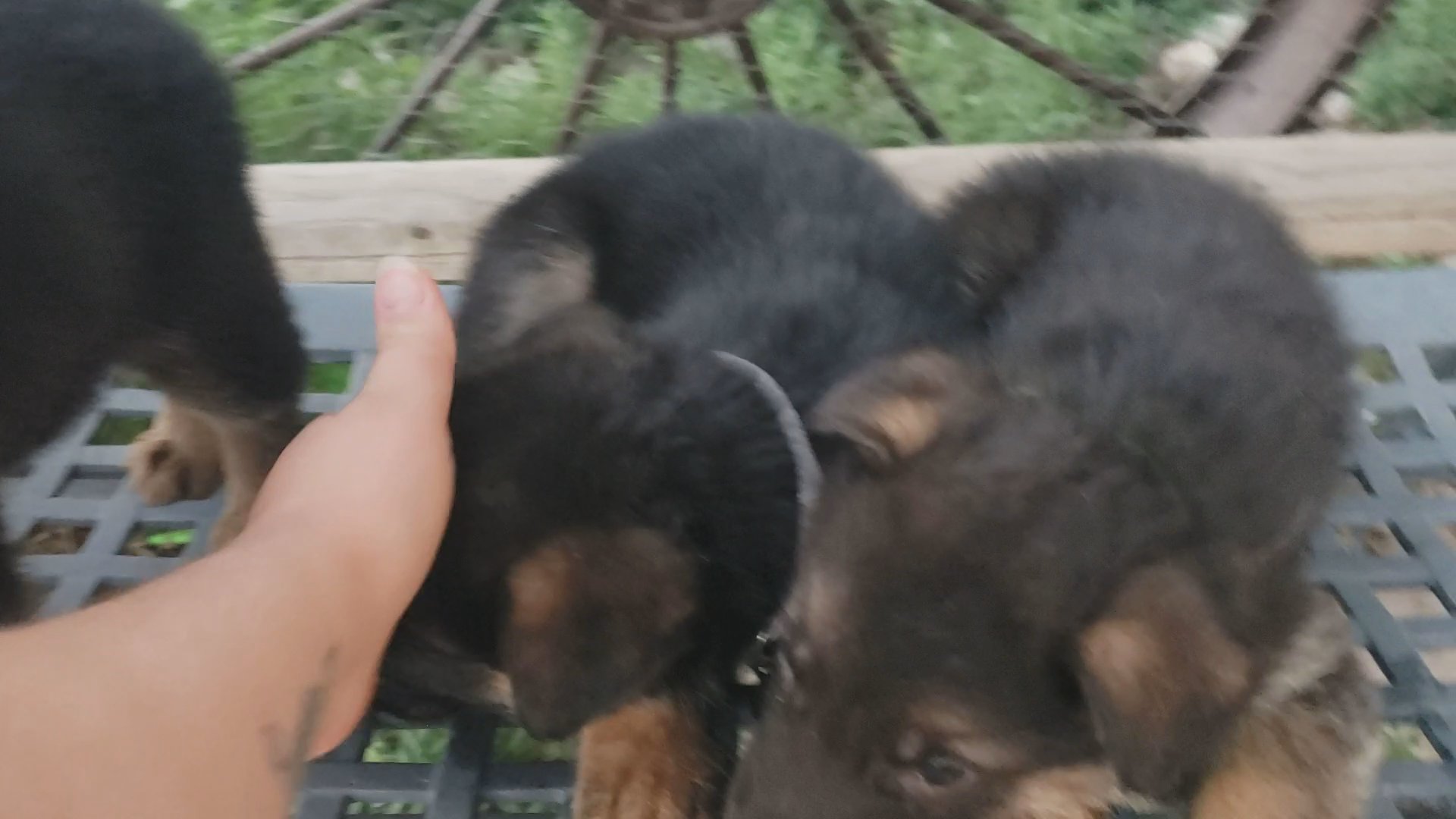 German shepherd akc hades (red) in Grand Island, Nebraska