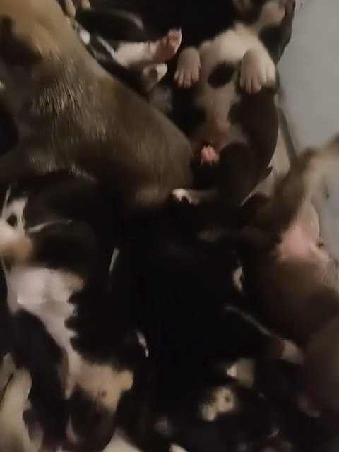 six pitsky pups for sale. in Stockton, California