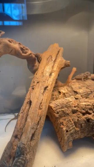 Baby bearded dragons in San Diego, California