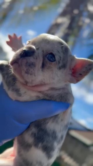 Blue Merle French Bulldog in Fort Lauderdale, Florida