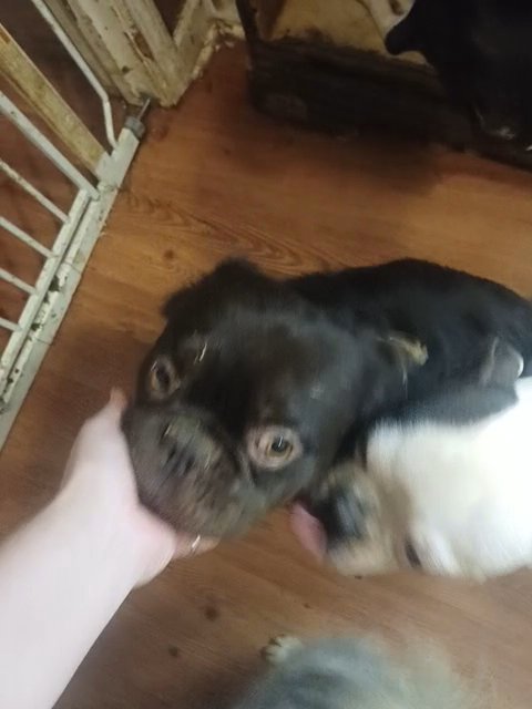 AKC Visible Chocolate Fluffy French Bulldog in Anniston, Alabama