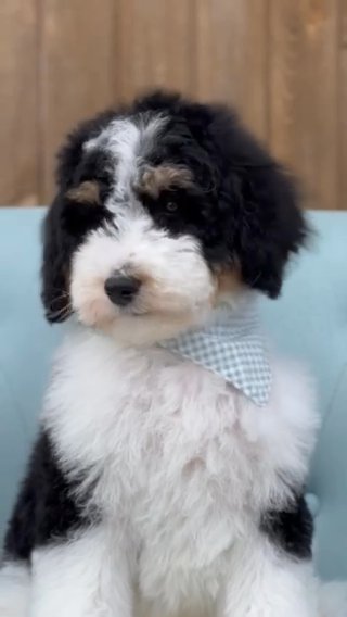 F1b Standard Bernedoodle Andy in Columbus, Ohio