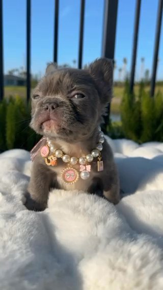 Lulu in Port St. Lucie, Florida
