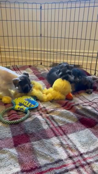 AKC miniature Schnauzer in Beckley, West Virginia