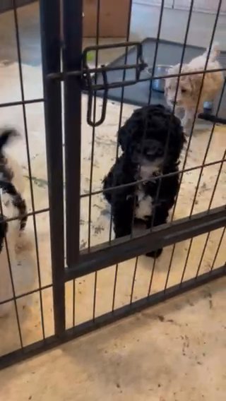 Mini Golden doodles in Atlanta, Georgia