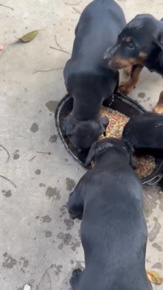 European Dobermans in Lompoc, California