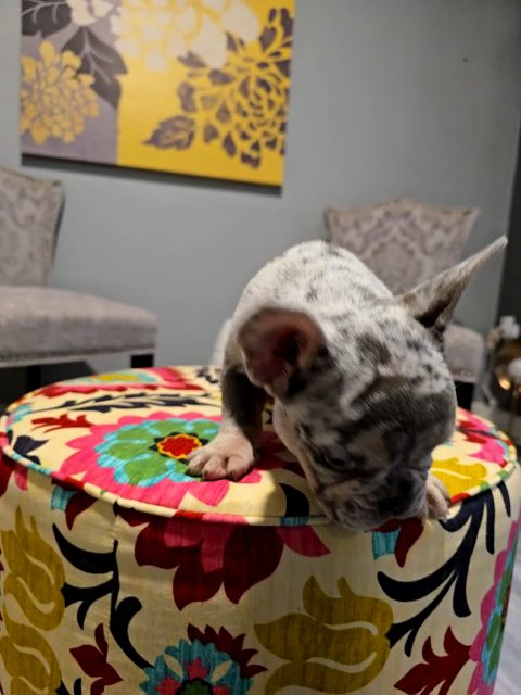 Micro Tri Merle Female French Bulldog in Owings Mills, Maryland