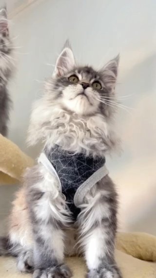 Silver Tabby Boy in Boston, Massachusetts