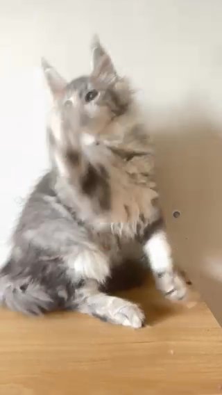 Silver Tabby Boy in Boston, Massachusetts